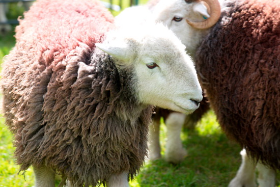 Yoke Farm Herdwick Sheep