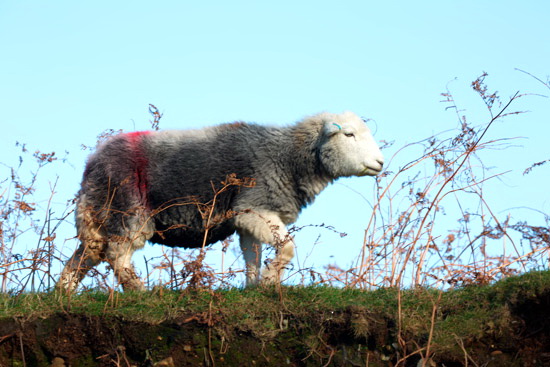 Broughton Herdwick Sheep