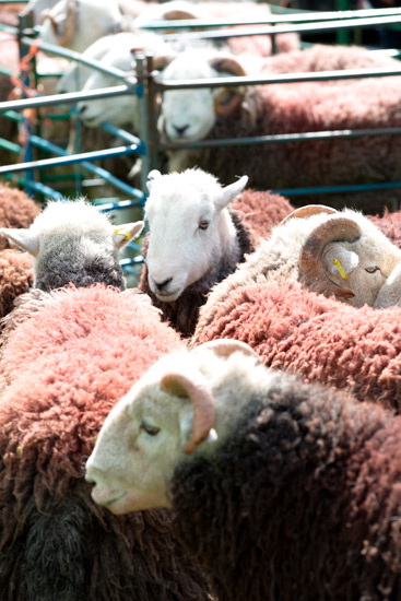 Clifton Farm Lake district Sheep