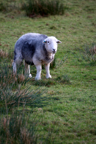 Pooley Bridge Field Lakeland Sheep