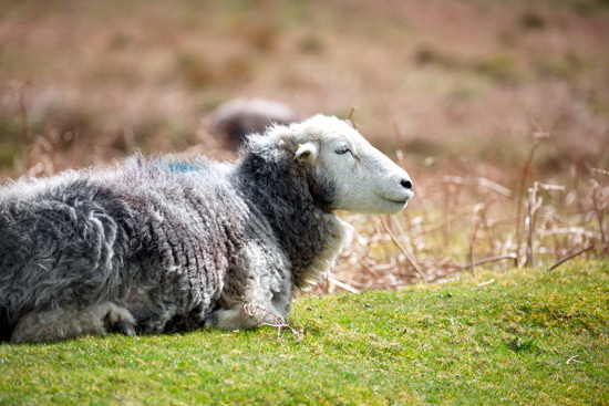 Bardsea Valley Herdwick Sheep