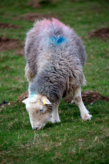 Base Brown Herdwick Sheep