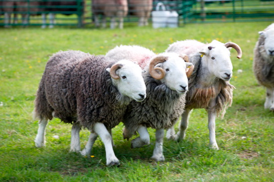 Barbon Farm Herdwick Sheep