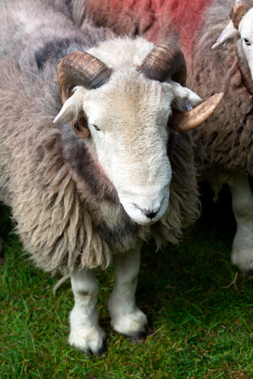 Boot Herdwick Sheep