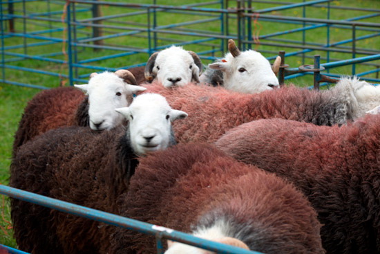 Rottington Farm Lake district Sheep