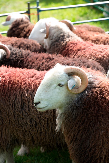Whicham Valley Lakeland Sheep