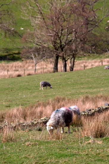 Red Pike (Buttermere) Farm Lake district Sheep