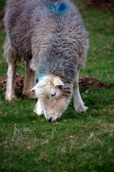 Kirkland (Penrith) Valley Lake district Sheep