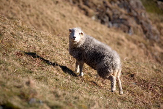 Troutbeck (Penrith) Lakeland Sheep