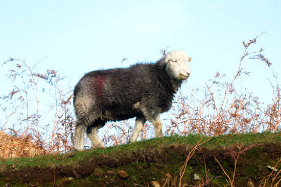 Kirk Fell Lake district Sheep