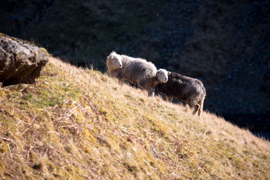 Ravenstonedale Field Herdwick Sheep