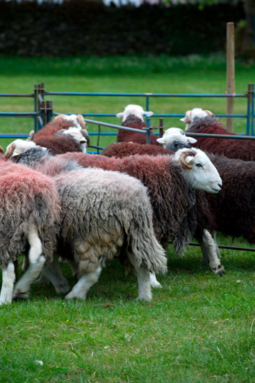 Rest Dodd Field Herdwick Sheep