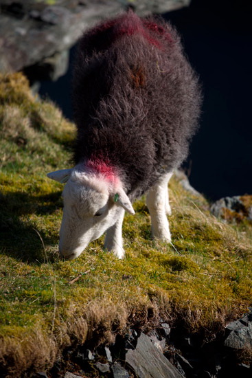 Maiden Moor Lakeland Sheep