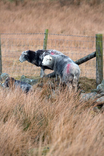 Low Wood Herdwick Sheep