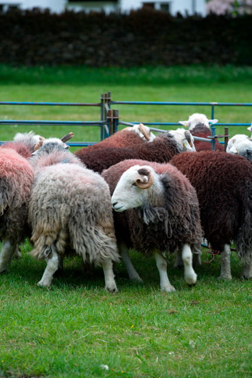 Helm Crag Valley Herdwick Sheep