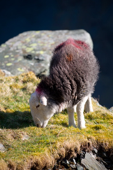 Great Crag Farm Herdwick Sheep