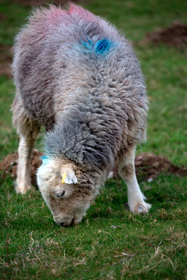 Blea Rigg Valley Lakeland Sheep