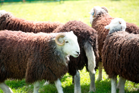 Hartley Field Lakeland Sheep