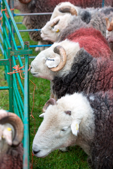 Carrock Fell Farm Lake district Sheep