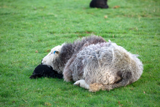 Plumbland Field Lakeland Sheep