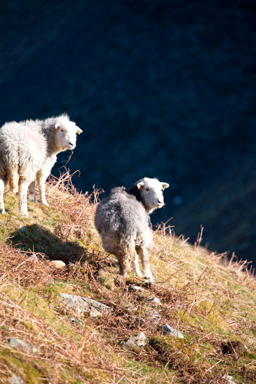 Troutbeck (Penrith) Valley Herdwick Sheep