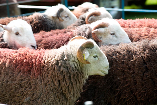 Glaramara Valley Herdwick Sheep