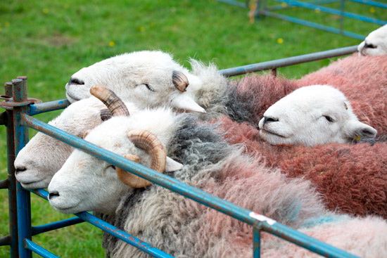 Long Side Farm Herdwick Sheep
