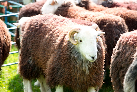 Langwathby Field Lakeland Sheep