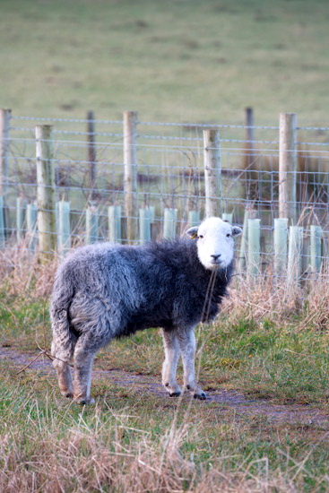Helton Field Herdwick Sheep