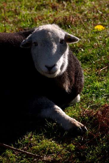 Hesket Newmarket Farm Herdwick Sheep