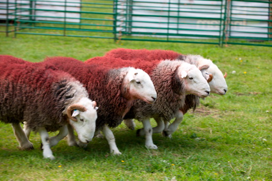 Fellbarrow Lake district Sheep