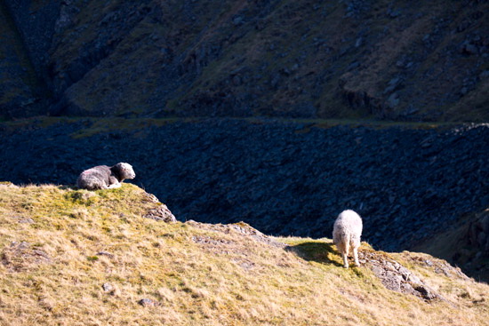 Ard Crags Farm Herdwick Sheep