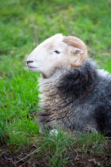 Helm Crag Farm Lake district Sheep