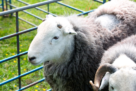 Cleator Moor Valley Lakeland Sheep