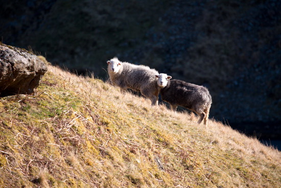 Caw Fell Herdwick Sheep