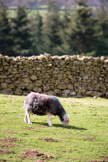 Eel Crag (Crag Hill) Farm Lakeland Sheep