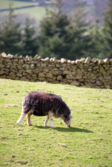 Embleton Farm Herdwick Sheep
