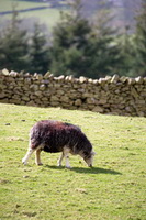 Watch Hill, Bowfell, Ard Crags, Herdwick Sheep Prints, Herdwick Sheep Art Studio, Herdy Art, Herdwick Wall Art, Herdwick Sheep Oil Painting, Hayton (Aspatria), Blencow, Wetheral, Herdwick, Seatoller, Herdwick Sheep, Oxen Park, Wythburn, Herdy Sketches, Lupton, Briery, Birker Fell, Castle Crag, The Nab, Herdy, Herdwick Sheep Art, Whiteless Pike,  Lake District, Cumbria.