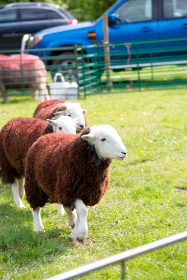 Beckermet Farm Herdwick Sheep