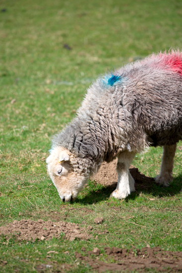 Harrington Farm Herdwick Sheep