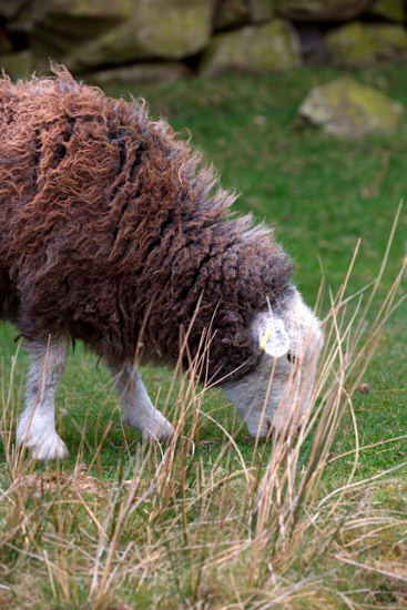 Farlam Lake district Sheep
