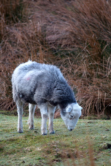 Thurstonfield Herdwick Sheep