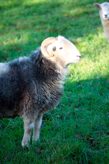 Dacre Farm Lake district Sheep