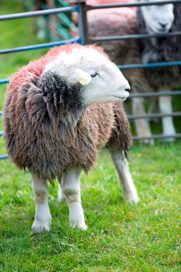 Selside Farm Lakeland Sheep