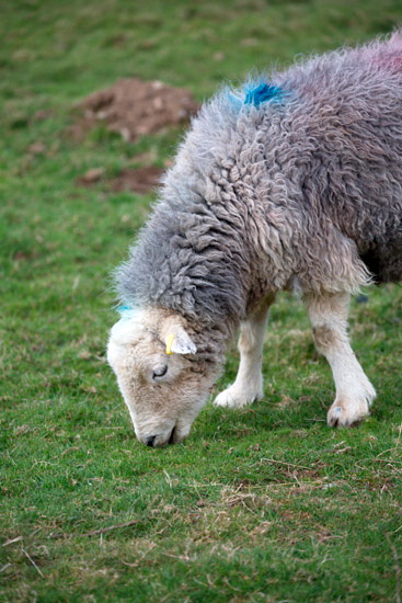 Kendal Herdwick Sheep