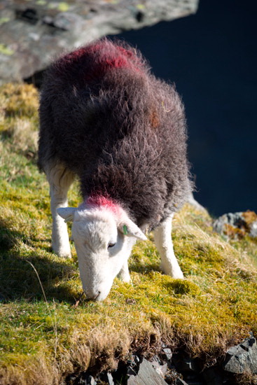 Calf Crag Field Lakeland Sheep