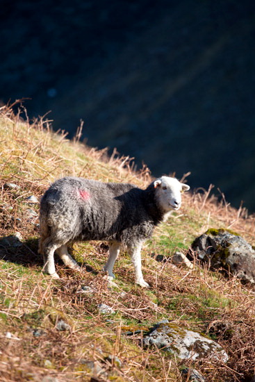 Ponsonby Valley Herdwick Sheep