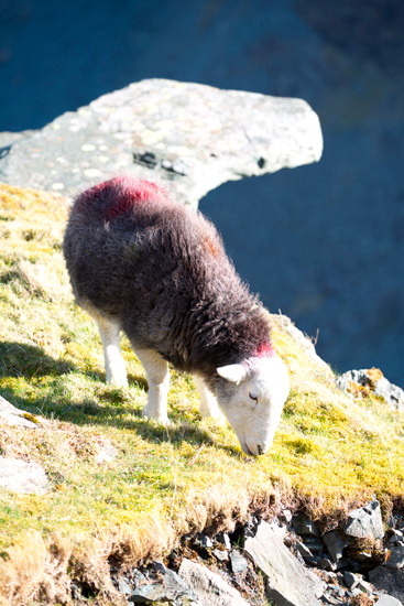 Pennington Valley Herdwick Sheep