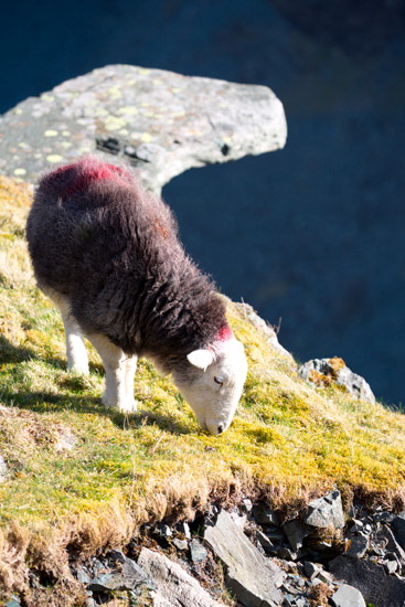 Fairfield Lakeland Sheep
