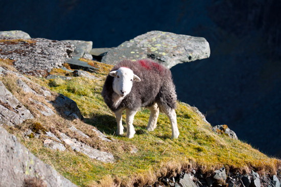 Dodd Herdwick Sheep